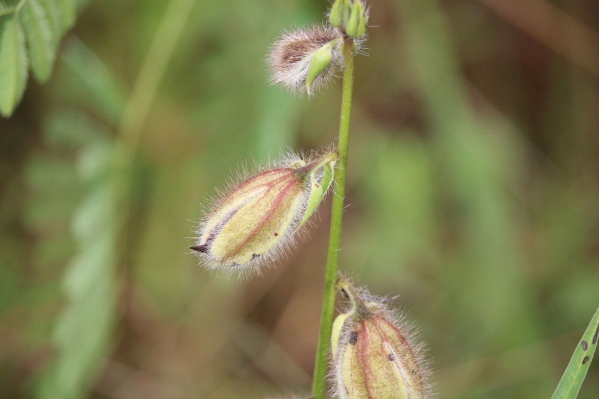 Crotalaria calycina Schrank